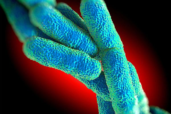 Legionella Image