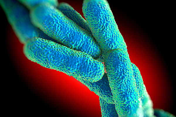 Legionella